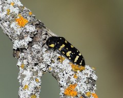 Acmaeodera macra