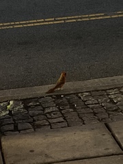 Cardinalis cardinalis