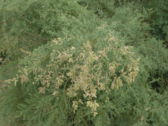 Tamarix laxa
