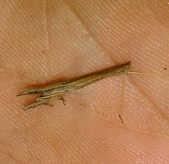 Sastrapada baerensprungi