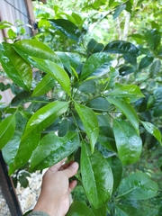 Acronychia pedunculata