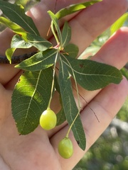 Bursera cerasiifolia