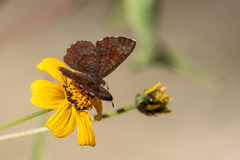 Calephelis arizonensis