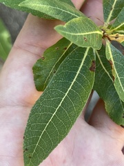 Bursera cerasiifolia