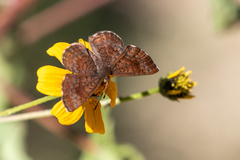 Calephelis arizonensis