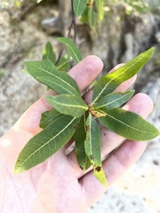 Bursera cerasiifolia