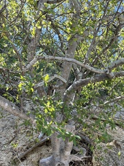 Bursera cerasiifolia