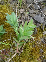 Hylotelephium telephium