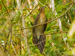 Dromococcyx phasianellus