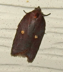 Acleris bowmanana