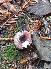 Russula zelleri