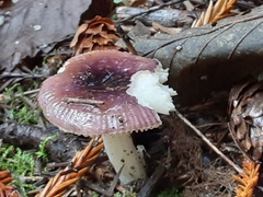 Russula zelleri