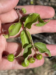 Malpighia diversifolia