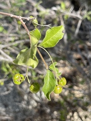 Malpighia diversifolia