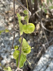 Malpighia diversifolia