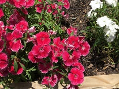 Dianthus caryophyllus