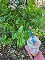 Schinus terebinthifolia