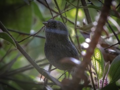Scytalopus pachecoi