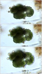 Chytridiomycota