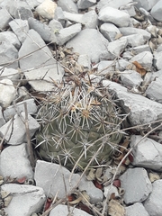 Coryphantha salinensis