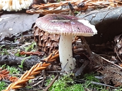 Russula zelleri