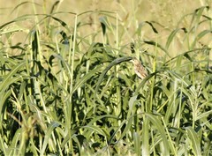 Euplectes franciscanus