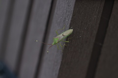 Homoeocerus bipunctatus