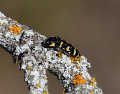 Acmaeodera macra