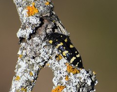 Acmaeodera macra