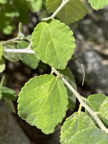 Bernardia viridis