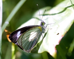 Pieriballia viardi
