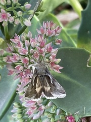Anagrapha falcifera