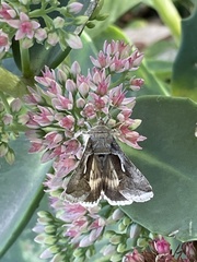 Anagrapha falcifera