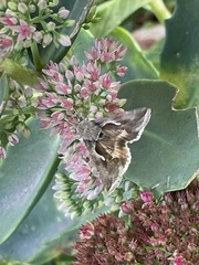 Anagrapha falcifera