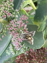 Anagrapha falcifera