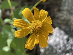 Heliopsis anomala