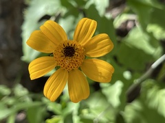 Heliopsis anomala