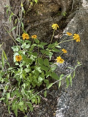 Heliopsis anomala