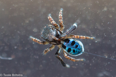 Maratus nigromaculatus