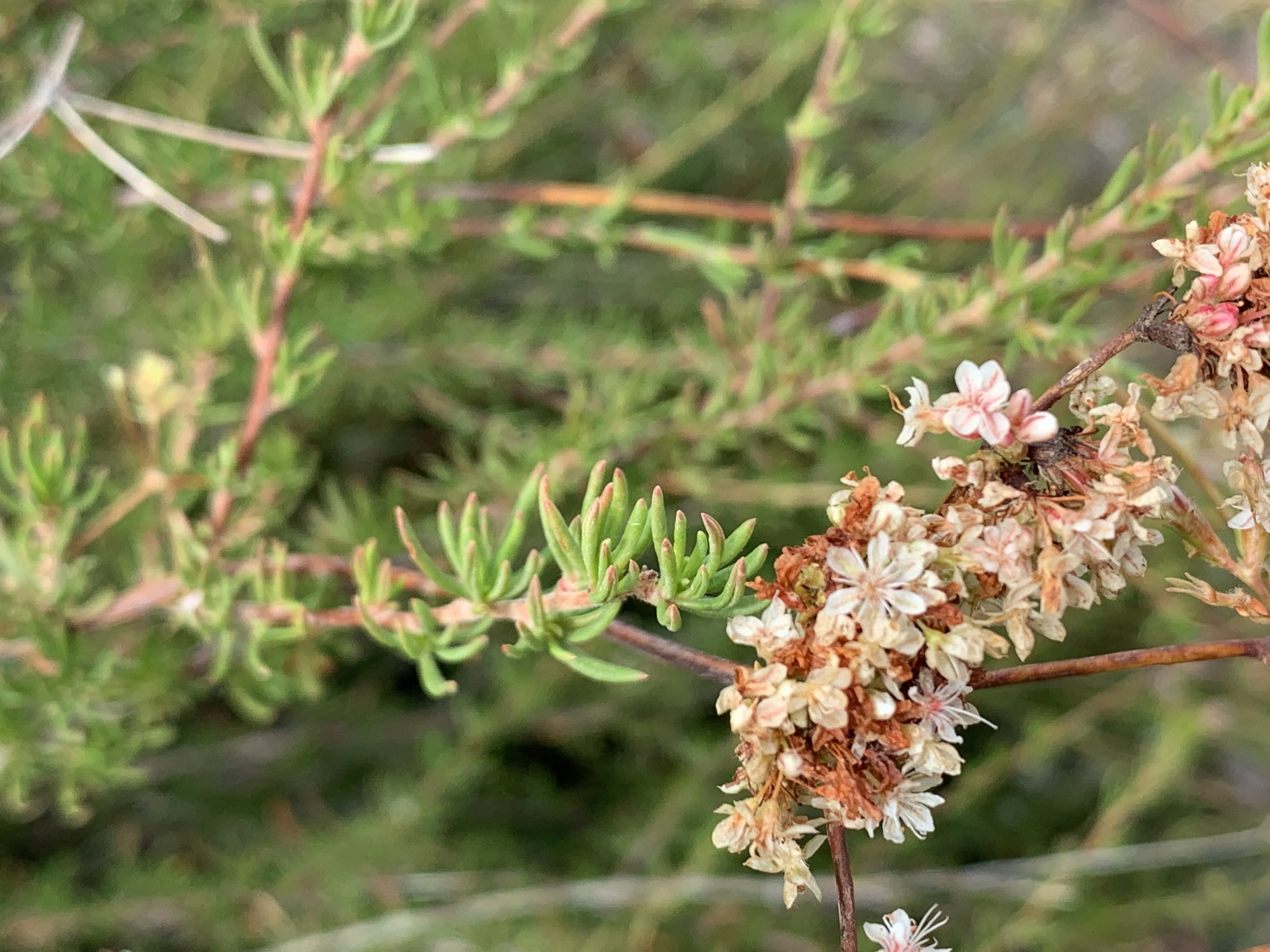 Eriogonum fasciculatum var. foliolosum
