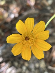 Heliopsis anomala