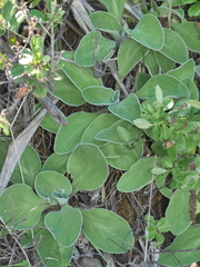 Craspedia uniflora maritima