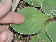 Craspedia uniflora maritima