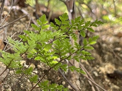 Myriopteris peninsularis