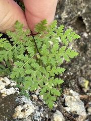 Myriopteris peninsularis