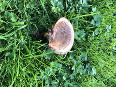 Paxillus