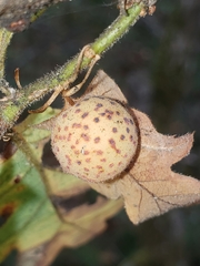 Cynips mirabilis