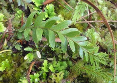 Tmesipteris tannensis