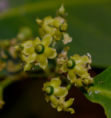 Salacia disepala