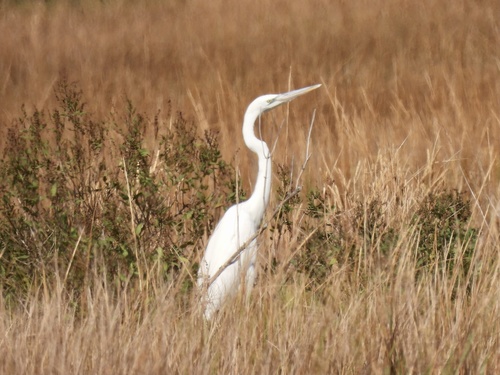 Great White Heron photographed in New York